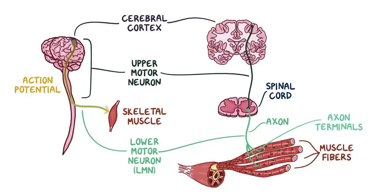 motor neuron disease treatment