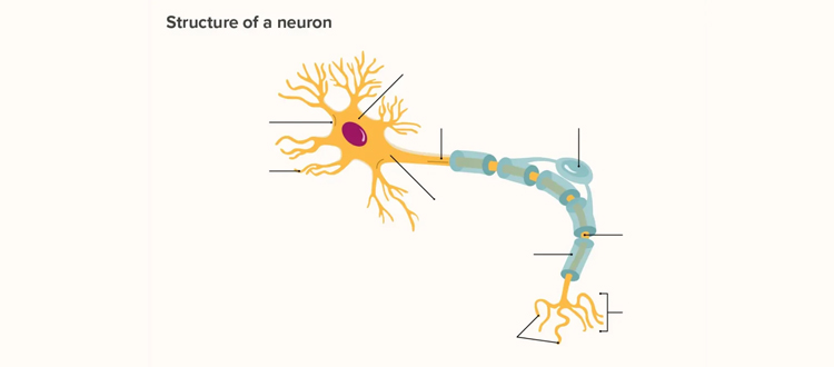 stem cell therapy for motor neuron disease